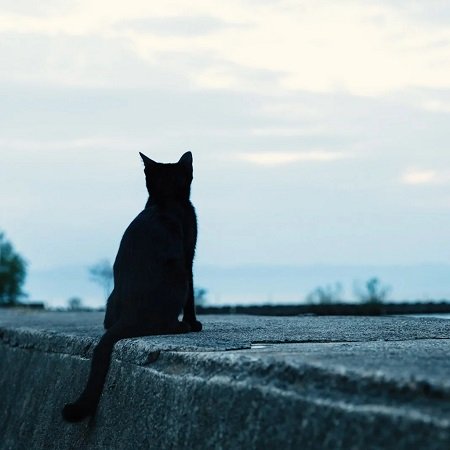 黒猫